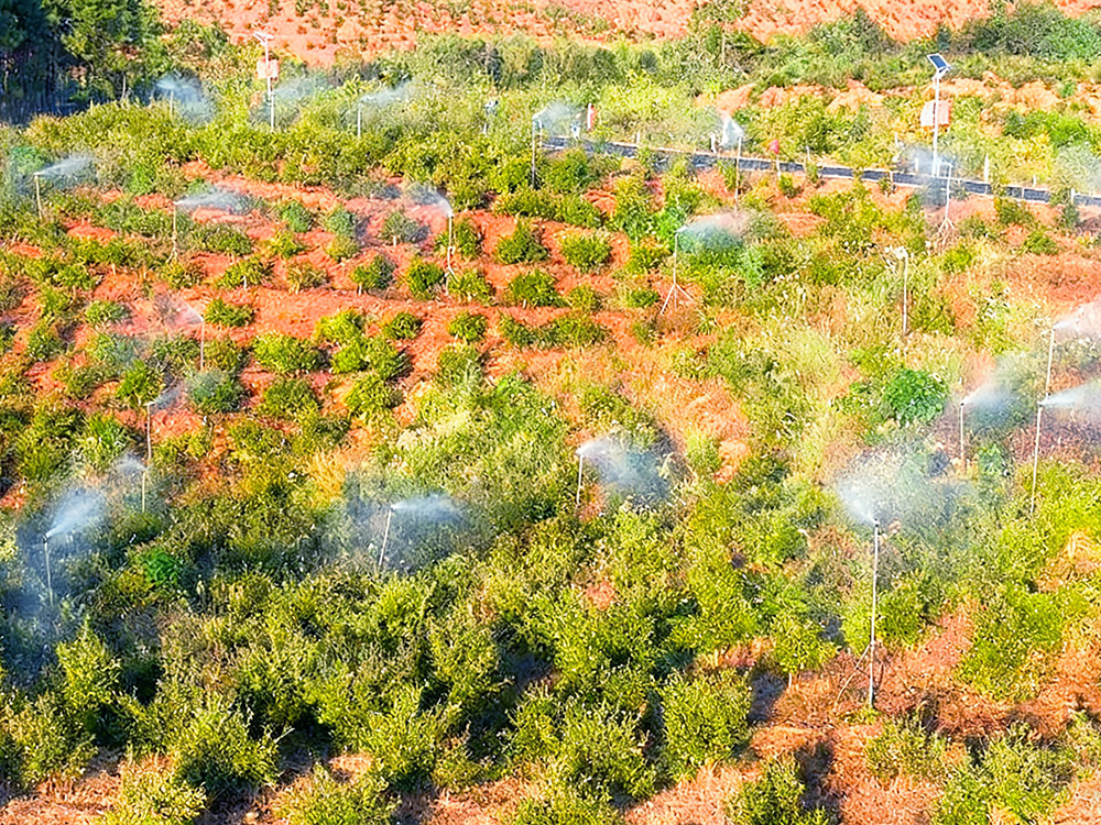 攸爱万亩油茶园（2）
